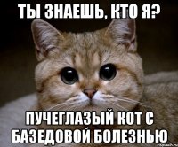 Ты знаешь, кто я? Пучеглазый кот с базедовой болезнью