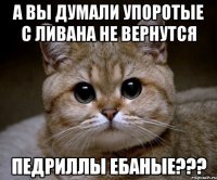 А вы думали упоротые с ливана не вернутся педриллы ебаные???