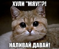 хули "мяу!"?! наливай давай!