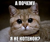 А почему Я не котенок?