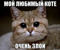 Мой любимый коте Очень злой