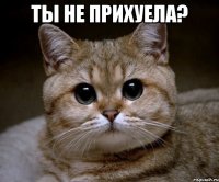 Ты не прихуела? 