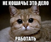 Не кошачье это дело Работать