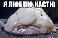 я люблю настю 