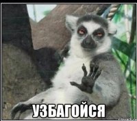  узбагойся