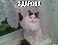 здарова 