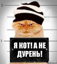 Я Кот! А Не Дурень!