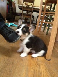 Создать мем Dog