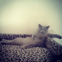 Создать мем Кот
