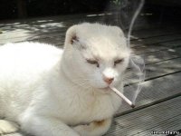 Создать мем кот