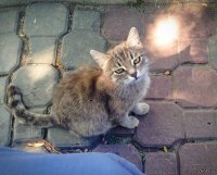 Создать мем кот