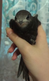 Создать мем Название