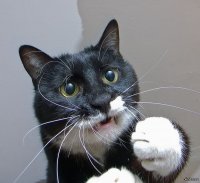 ах!!! милаха , Мем Печальный кот