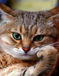 ну и куда ты пропала? , Мем ыв