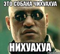 Это собака чихуахуа Нихуахуа