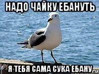 Надо чайку ебануть Я тебя сама сука ебану