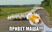  ПРИВЕТ МАША!!!