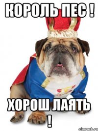Король Пес ! Хорош лаять !