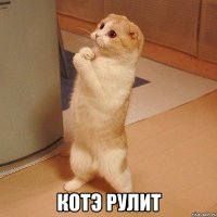  Котэ рулит