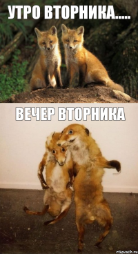 Утро вторника..... вечер вторника