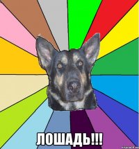  ЛОШАДЬ!!!
