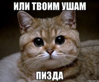 или твоим ушам пизда