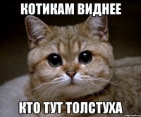 Котикам виднее Кто тут толстуха