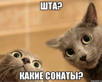 ШТА? КАКИЕ СОНАТЫ?