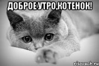 Доброе утро,котенок! 