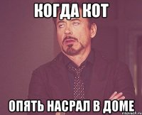 Когда кот Опять насрал в доме