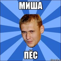 миша пёс