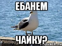 Ебанем чайку?