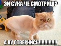 ЭЙ СУКА ЧЕ СМОТРИШ? А НУ ОТВЕРНИСЬ!!!!!!!!!!!!!