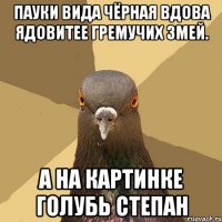 Пауки вида чёрная вдова ядовитее гремучих змей. а на картинке голубь степан