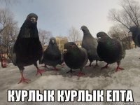  Курлык курлык епта