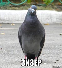  ЗИЗЕР