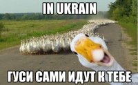 in ukrain гуси сами идут к тебе