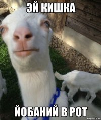 Эй кишка йобаний в рот