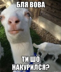 Бля Вова ти шо накурился?