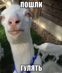 Пошли гулять