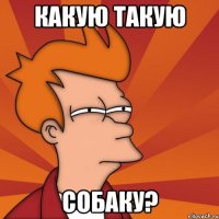 какую такую собаку?