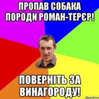 Пропав Собака породи Роман-терєр! Поверніть за винагороду!