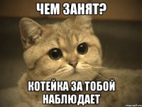 Чем занят? Котейка за тобой наблюдает