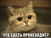 Что здесь происходит?