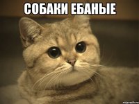 собаки ебаные 