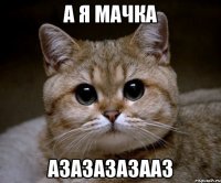 А я мачка азазазазааз