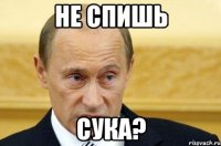 не спишь сука?