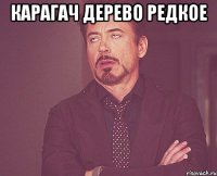 карагач дерево редкое 