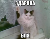 Здарова Бля