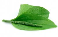jira живи, Мем подорожник